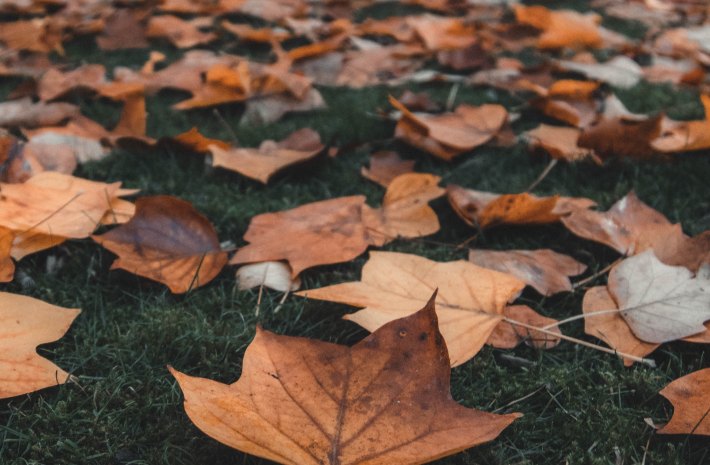 leaves on grass