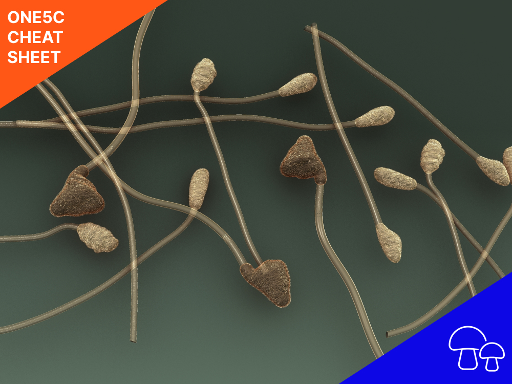 plastic-eating-mushrooms