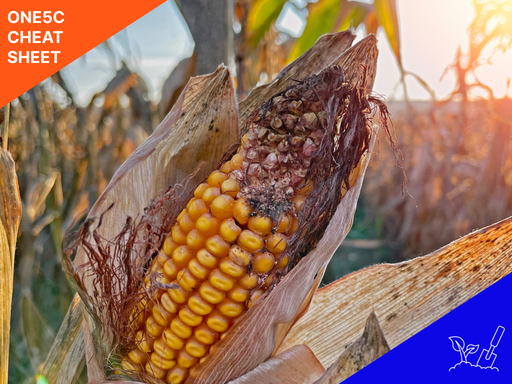 rotting-corn-on-a-farm