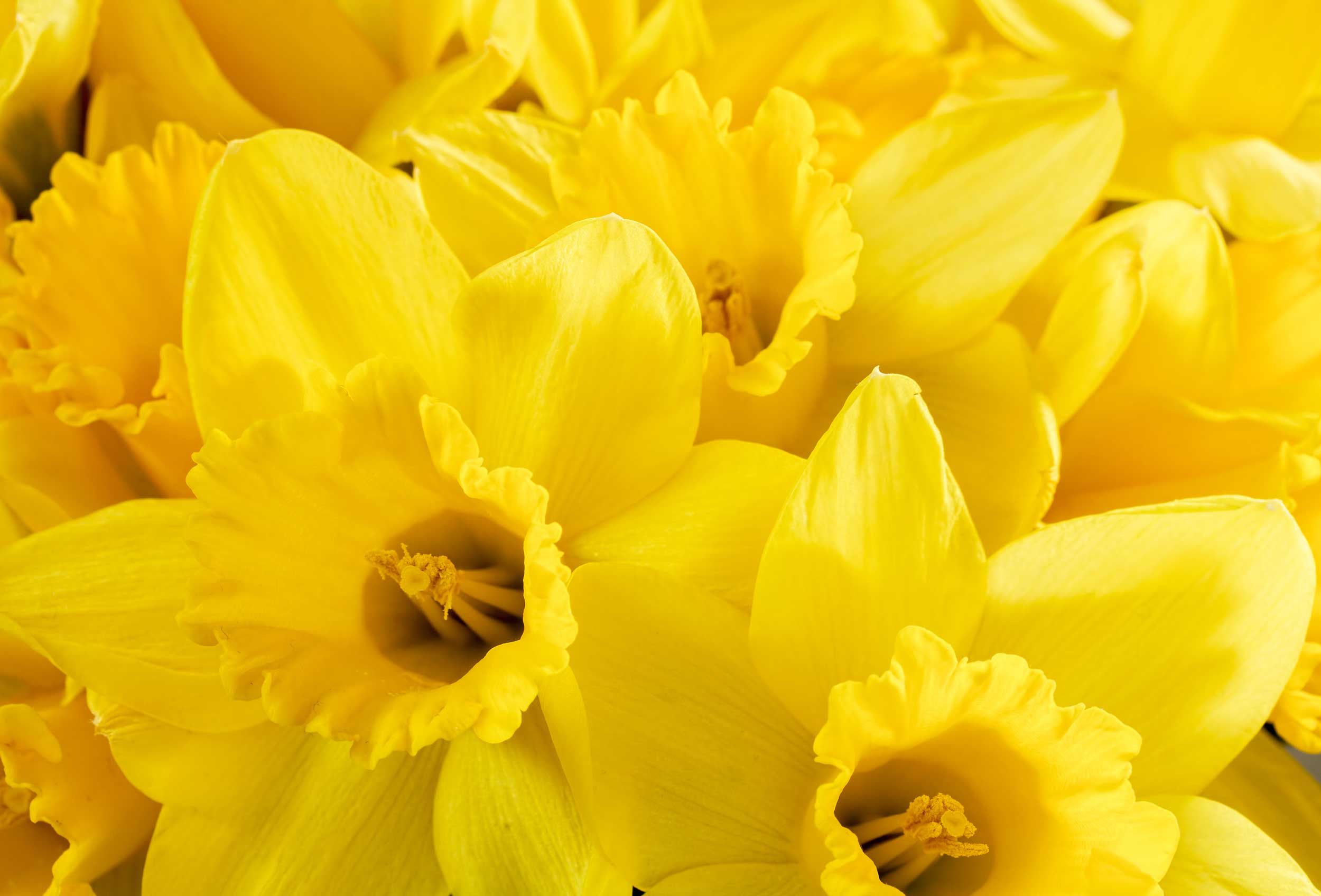 yellow-dafodils