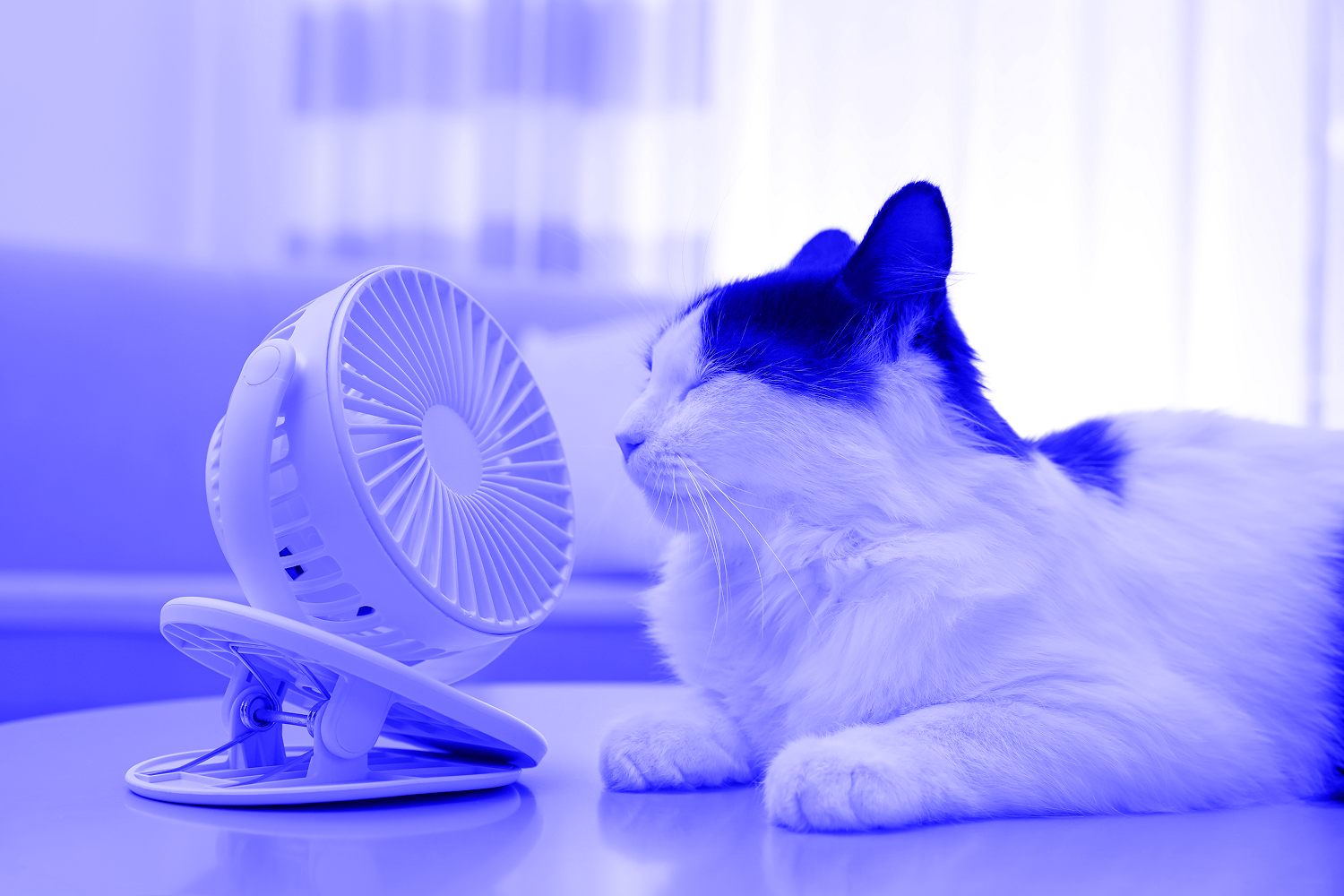 Cute fluffy cat enjoying air flow from fan on table indoors