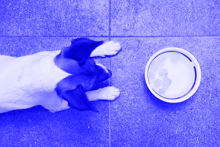 A fox terrier puppy in front of a water bowl with ice cubes