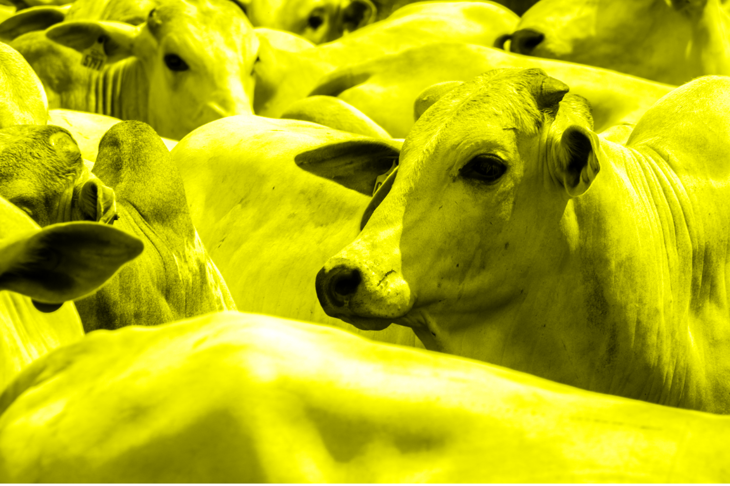 Herd of Nelore cattle grazing in a pasture on the brazilian ranch