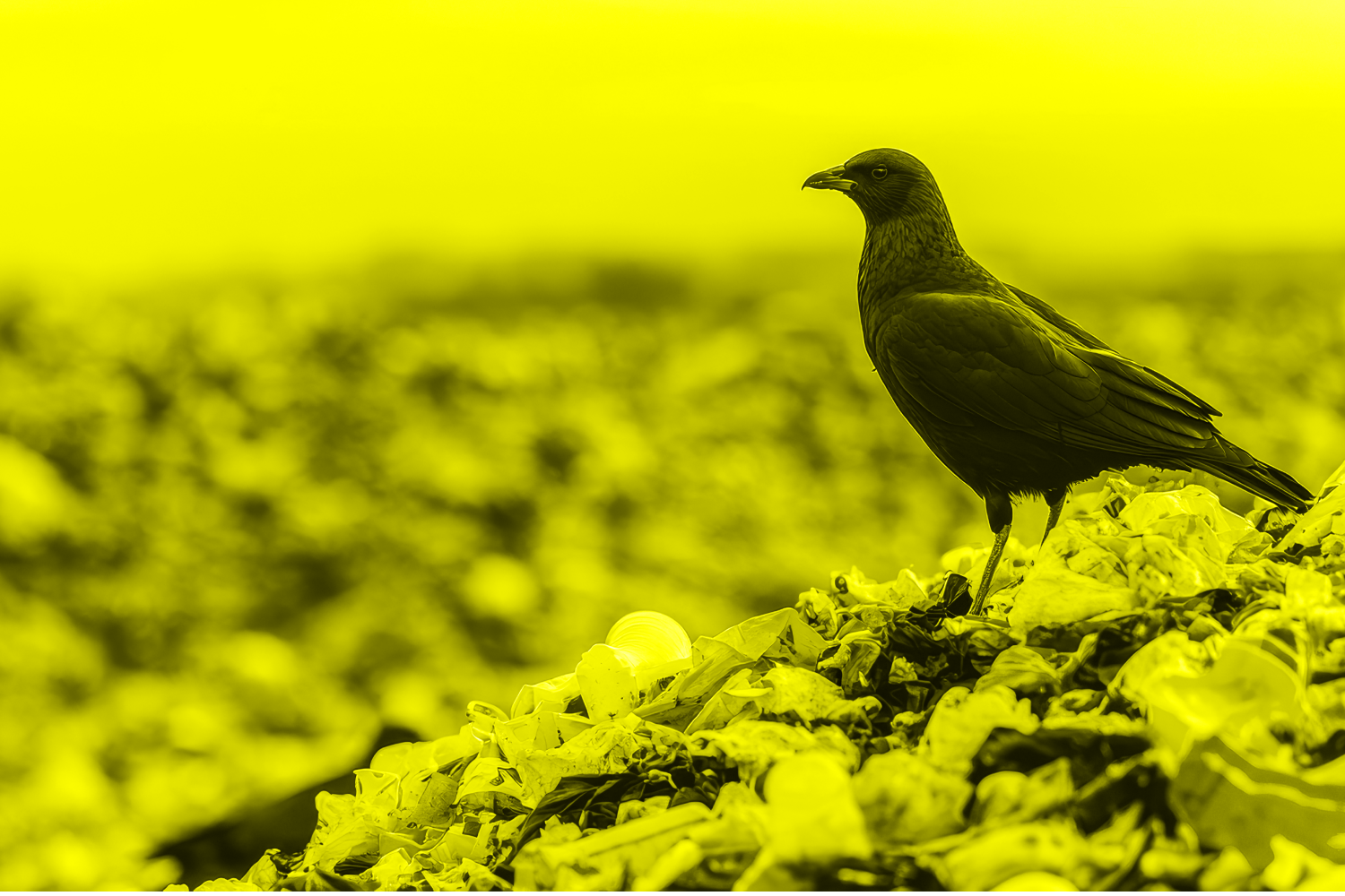 A bird perches on a mound of colorful plastic waste