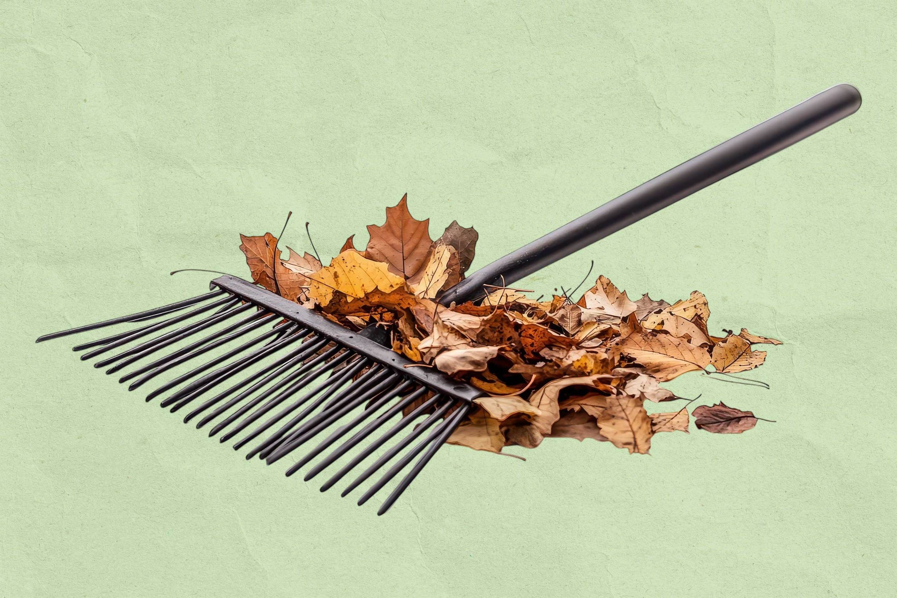 raking a pile of leaves