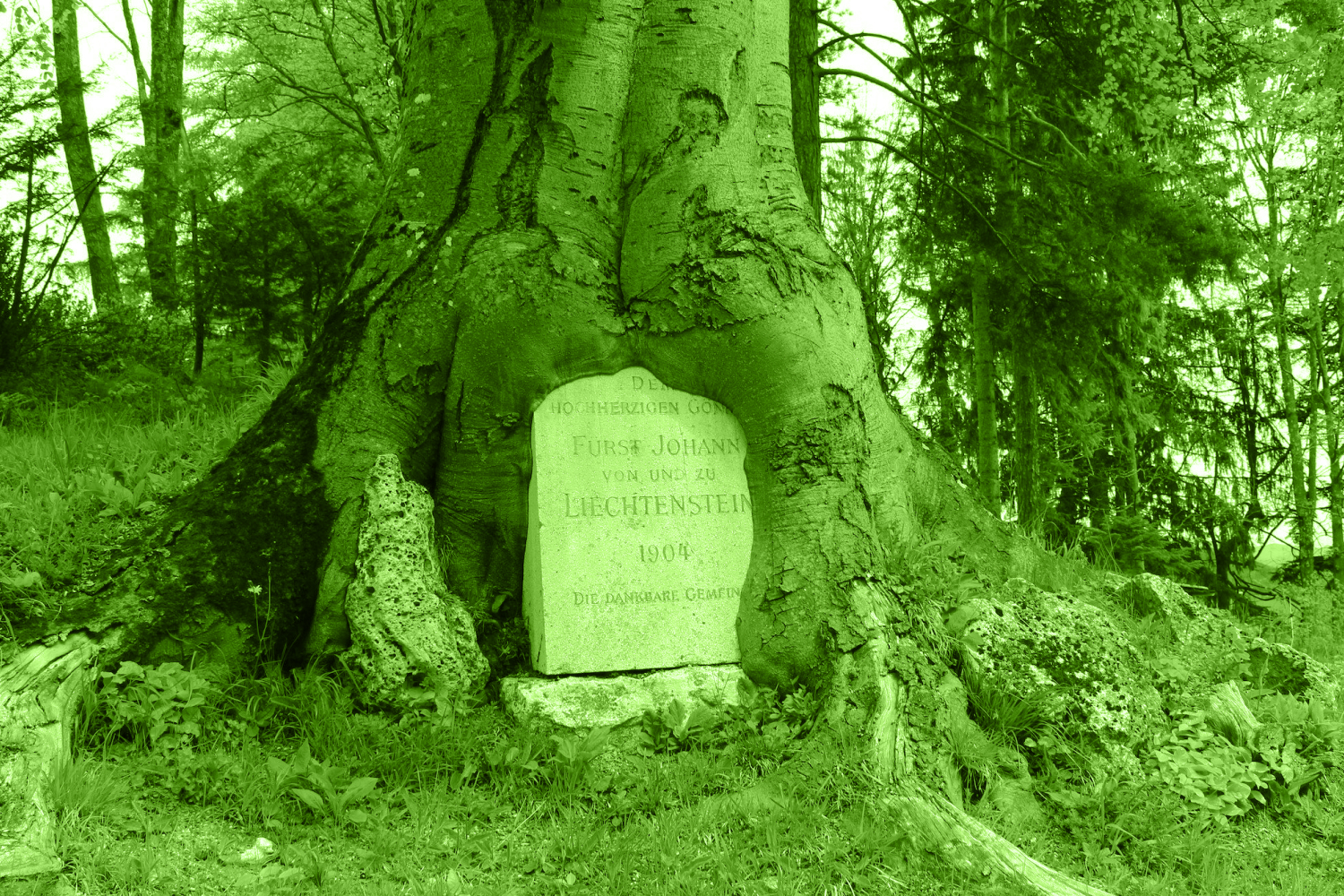 gravestone in tree