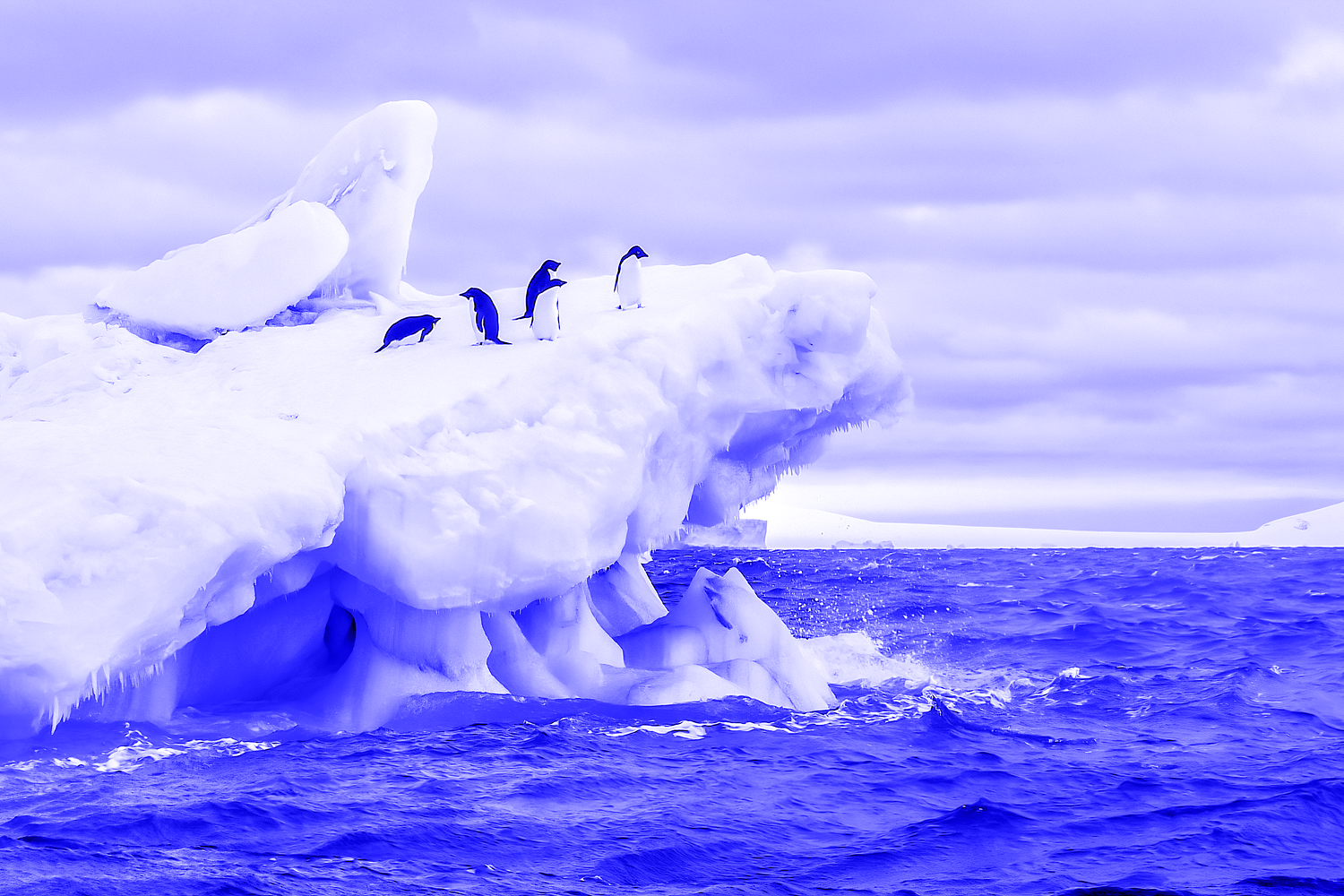 Adelie penguins on a floating iceberg in the icy cold waters of the Weddell Sea