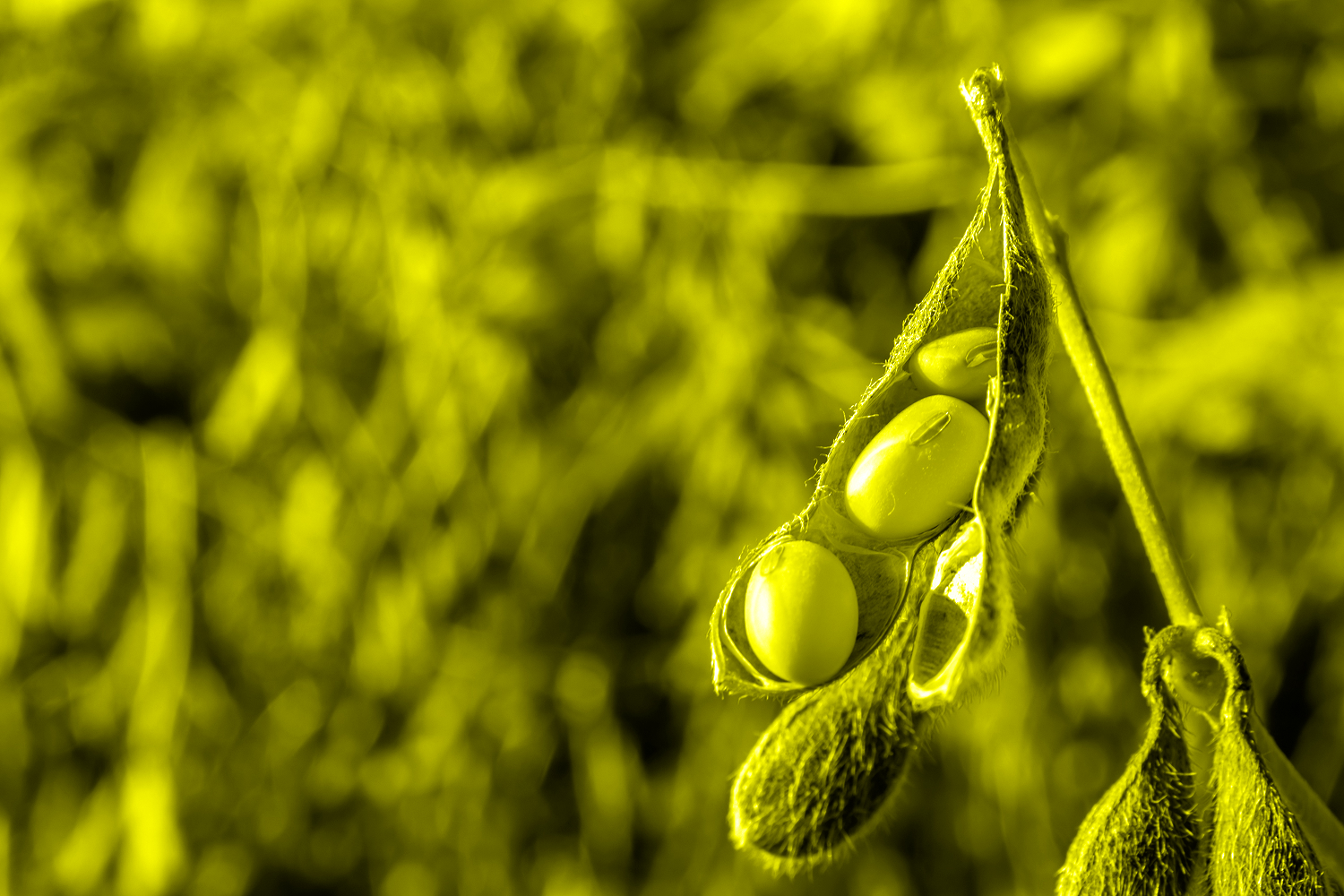Soybean field, in Brazil.