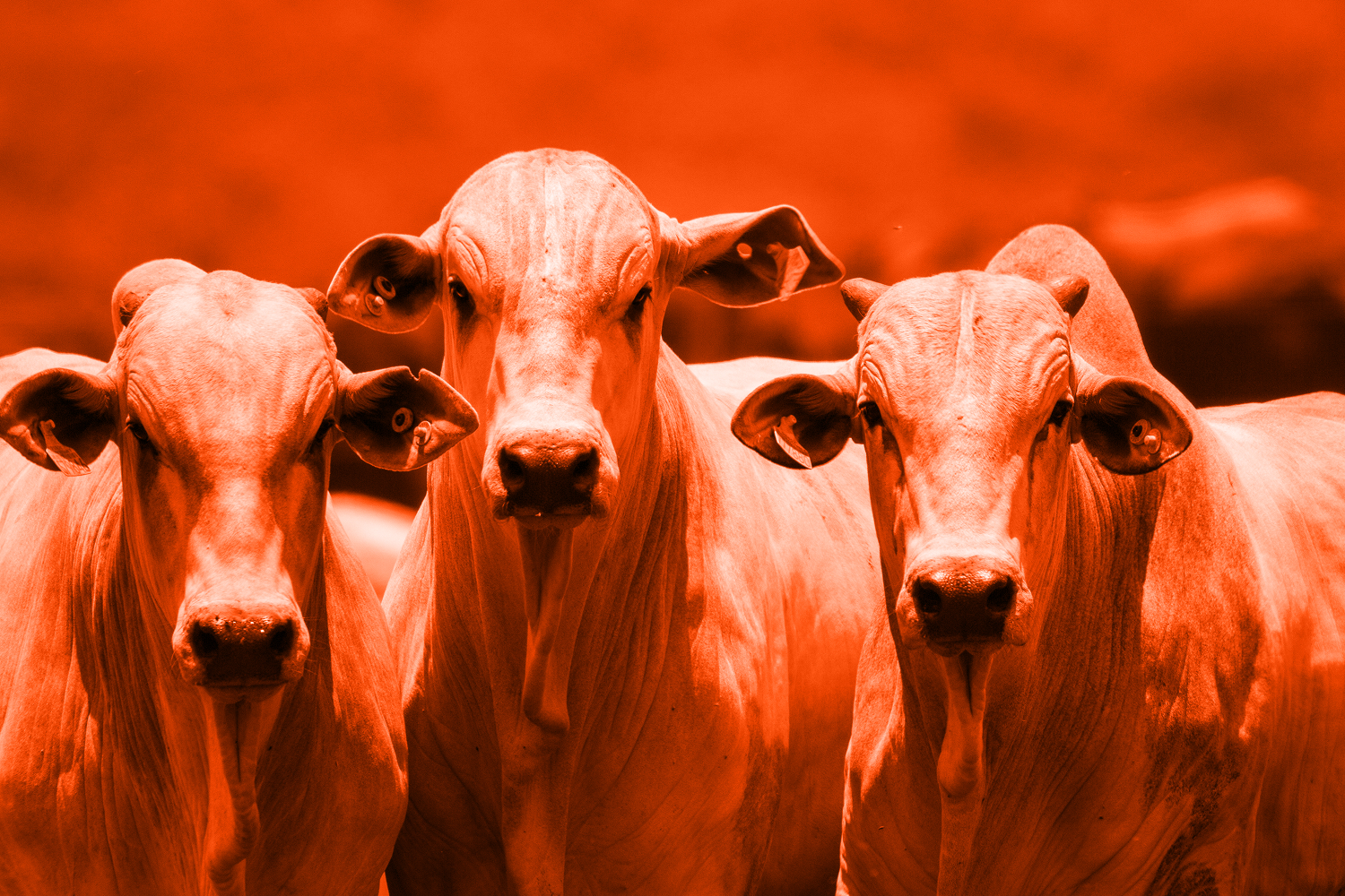 nellore cattle in feedlot