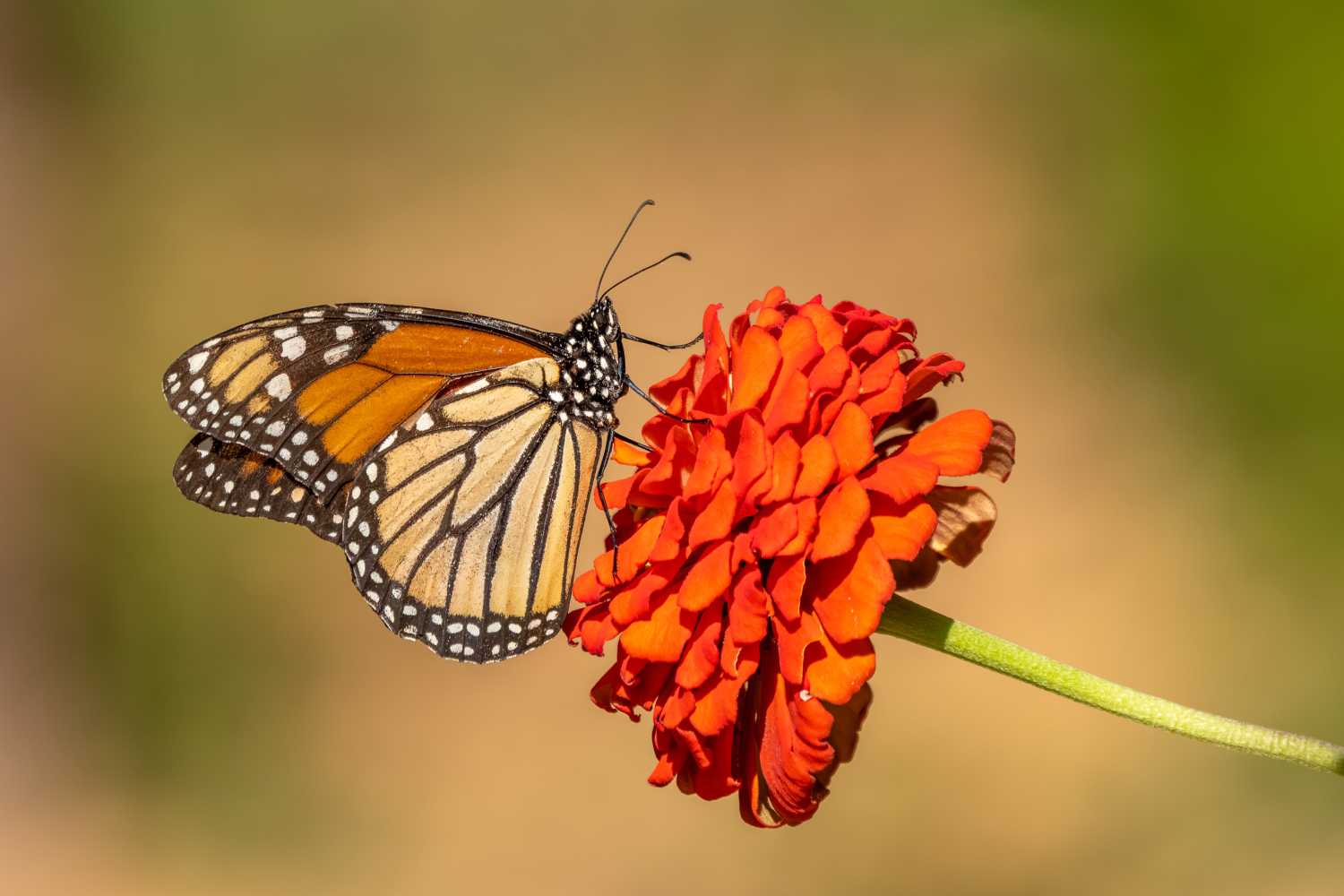 A monarch butterfly feeding on an orange zinnia